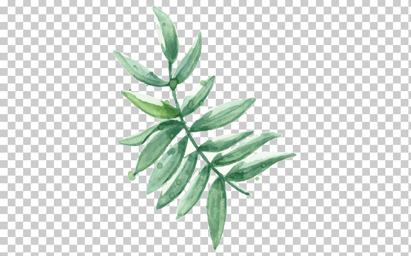 Leaf Plant Flower Tree Branch PNG, Clipart, Branch, Flower, Leaf, Plant, Tree Free PNG Download