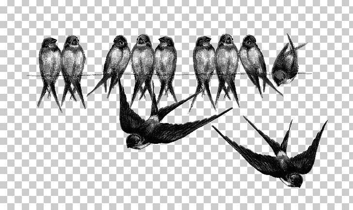 Barn Swallow Bird Crows PNG, Clipart, Animals, Barn Swallow, Beak, Bird, Birdcage Free PNG Download