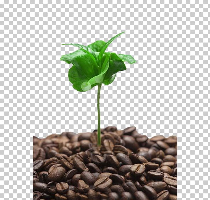 Coffee Cafe Tree Shoot PNG, Clipart, Beans, Branch, Bud, Buds, Cafe Free PNG Download