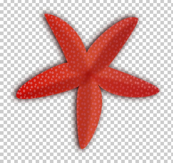 For Summer Open Starfish Callopatiria Granifera PNG, Clipart, Animals, Callopatiria Granifera, Clip Art For Summer, Computer Icons, Download Free PNG Download