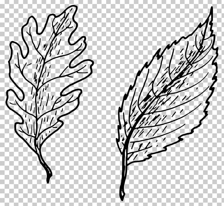 Leaf Drawing PNG, Clipart, Artwork, Autumn Leaf Color, Black And White, Branch, Commodity Free PNG Download
