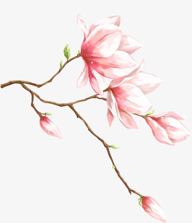Magnolia Flower Material PNG, Clipart, Branches, Flower, Flower Clipart, Flowers, Hand Free PNG Download