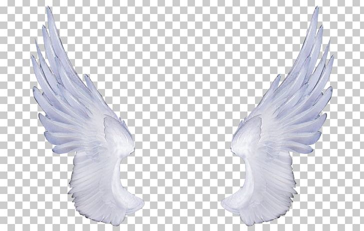 Wing PNG, Clipart, Angel, Angel Wings, Beak, Bird, Desktop Wallpaper Free PNG Download
