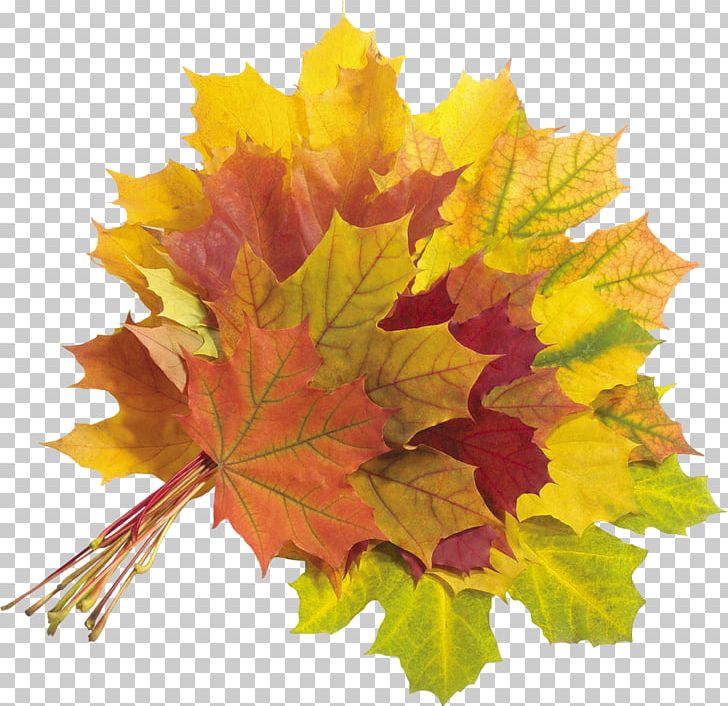 Autumn Leaf PNG, Clipart, Autumn, Deciduous, Drawing, Flowering Plant, Leaf Free PNG Download