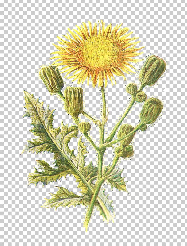 Field Sow Thistle Familiar Wild Flowers Sonchus Asper PNG, Clipart, Aster, Botany, Chamaemelum Nobile, Chrysanths, Daisy Family Free PNG Download