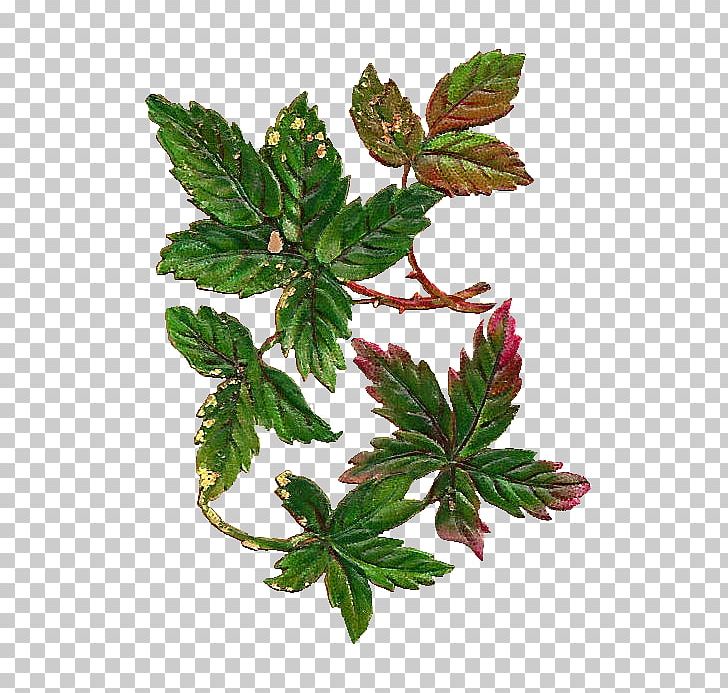 Leaf Vintage Antique PNG, Clipart, Antique, Art, Botanical, Clip Art, Digital Scrapbooking Free PNG Download