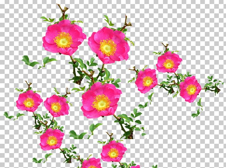 Barbary Fig Rose Pear Thorns PNG, Clipart, Annual Plant, Cactaceae, Encapsulated Postscript, Flower, Flower Arranging Free PNG Download