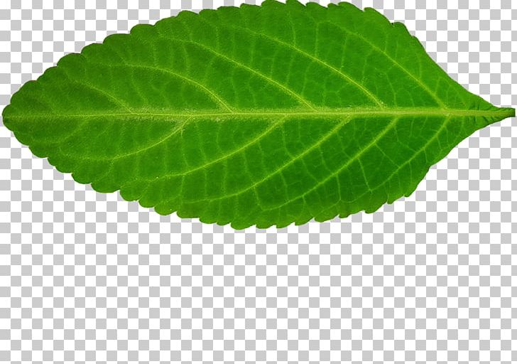 Perilla Leaf PNG, Clipart, Copynumber Variation, Herb, Leaf, Others, Perilla Free PNG Download
