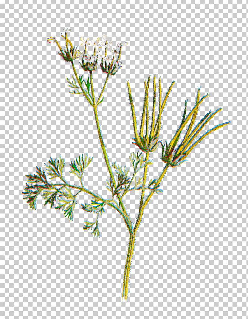 Plant Flower Plant Stem Grass Herb PNG, Clipart, Anthriscus, Flower, Grass, Heracleum Plant, Herb Free PNG Download