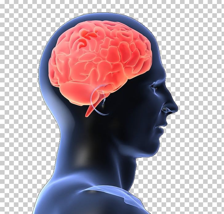 Human Brain PNG, Clipart, Brain, Electric Blue, Forehead, Human Behavior, Human Brain Free PNG Download