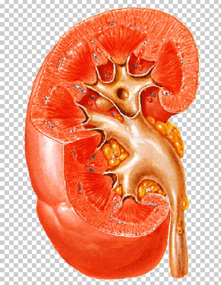 Kidney Disease Ureter Nephrology Renal Cortex PNG, Clipart, Anatomy, Disease, Fruit, Jaw, Kidney Free PNG Download