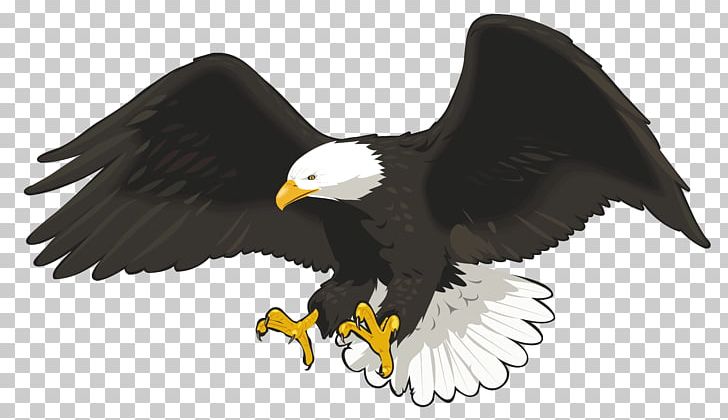 Bald Eagle PNG, Clipart, Accipitriformes, Animals, Bald Eagle, Beak, Bird Free PNG Download