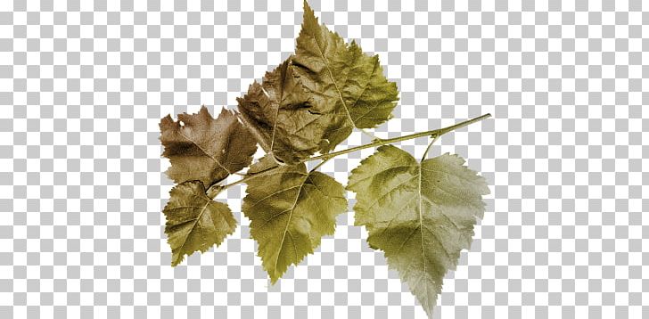 Leaf PNG, Clipart, Branch, Camera, Clip Art, Grape Leaves, Grapevine Family Free PNG Download