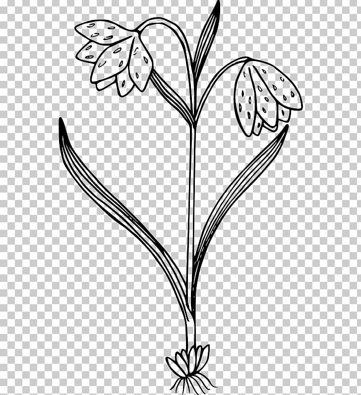 Wildflower Petal Color PNG, Clipart, Black And White, Branch, California Poppy, Color, Coloring Book Free PNG Download