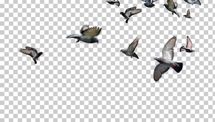 Bird Encapsulated PostScript TIFF PNG, Clipart, Beak, Bird, Clip Art, Desktop Wallpaper, Ducks Geese And Swans Free PNG Download