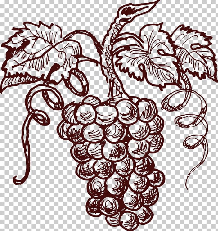 Cabernet Sauvignon Sauvignon Blanc Shiraz Kyoho Wine PNG, Clipart, Fictional Character, Flower, Fruit, Grape, Grapevine Family Free PNG Download
