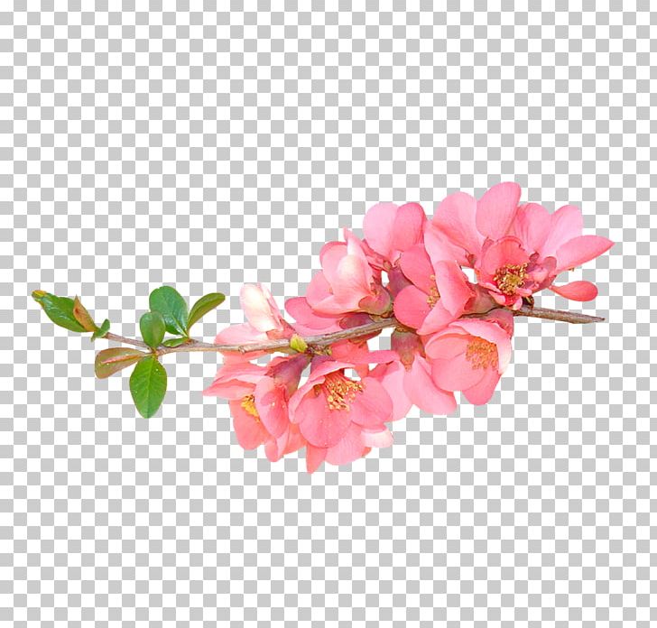 Flower Floral Design PNG, Clipart, Artificial Flower, Blossom, Branch, Cherry Blossom, Cut Flowers Free PNG Download