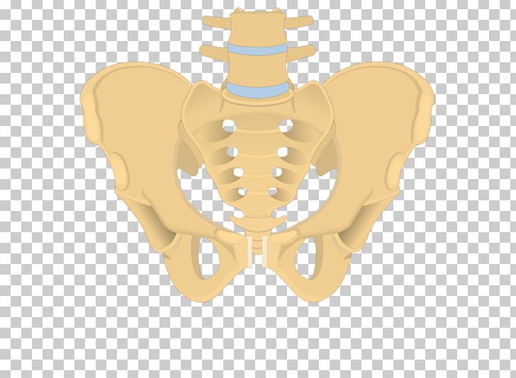 Hip Bone Sacrum Obturator Foramen Anatomy PNG, Clipart, Acetabulum, Anatomy, Bone, Coccyx, Hip Free PNG Download