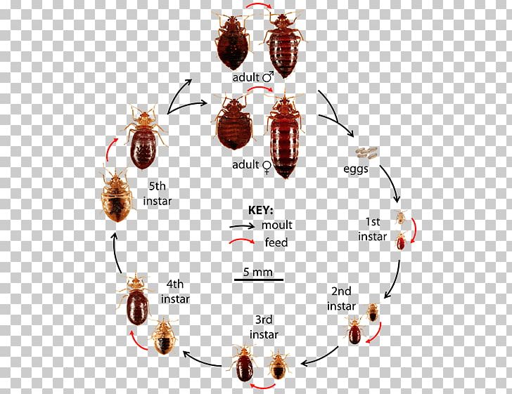 Insect Bed Bug Control Techniques Bed Bug Bite Pest Control True Bugs PNG, Clipart, Arthropod, Bed, Bed Bug, Bed Bug Bite, Bed Bug Control Techniques Free PNG Download