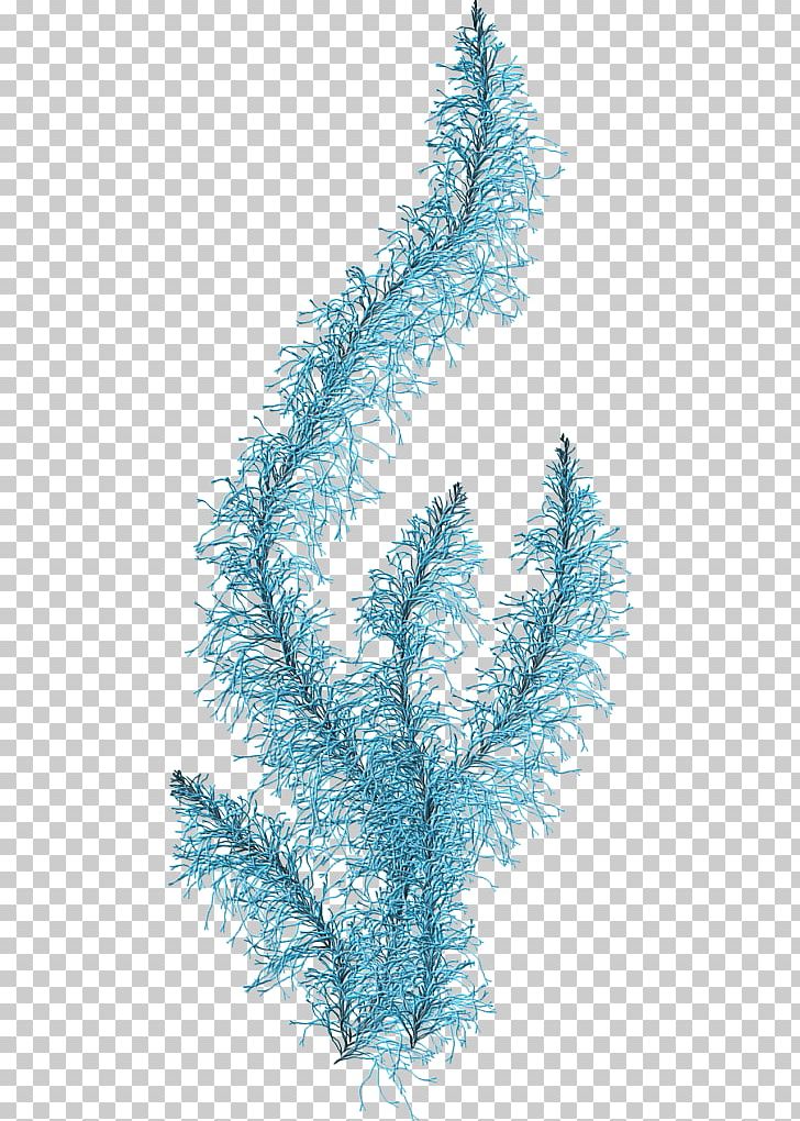 Algae Seaweed Portable Network Graphics PNG, Clipart, Algae, Branch, Conifer, Coral, Fir Free PNG Download