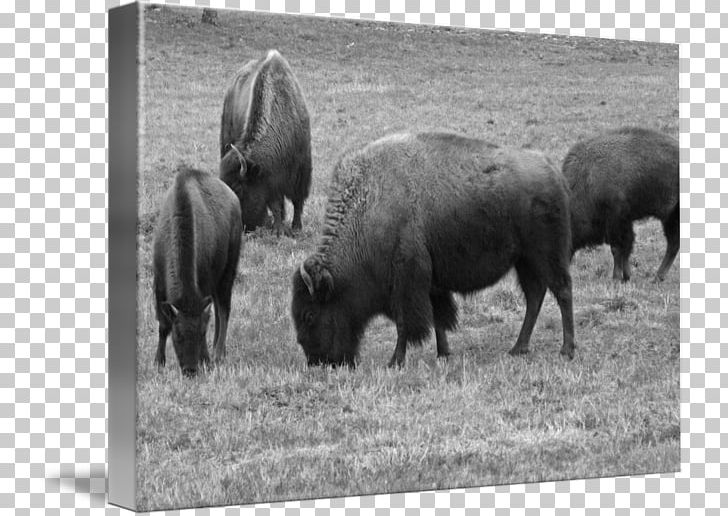 Bison Cattle Fauna Grazing Bull PNG, Clipart, Animal, Bison, Black And White, Bull, Cattle Free PNG Download