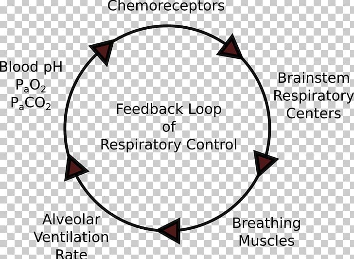 Respiratory System Respiration Negative Feedback Control Of Ventilation PNG, Clipart, Angle, Brand, Breathing, Circle, Circulatory System Free PNG Download
