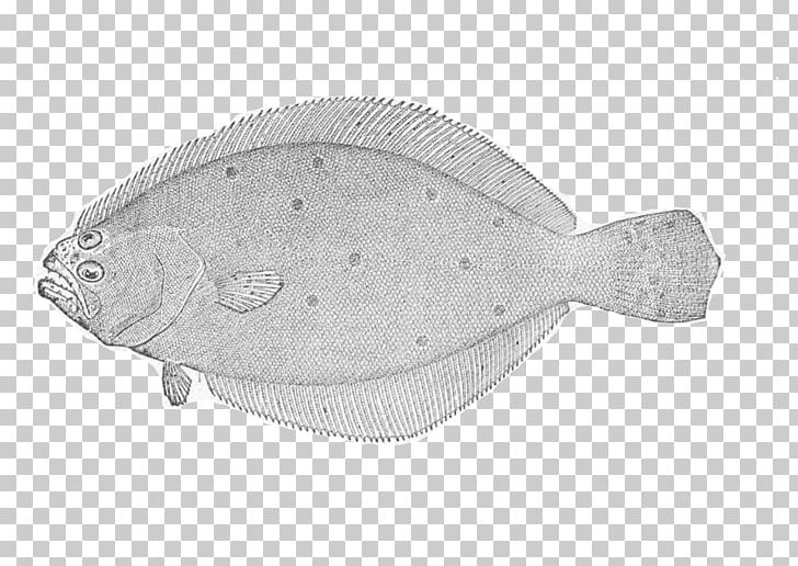 Summer Flounder Sole Plaice Fish PNG, Clipart, Animals, Bony Fish, Eating, Ecosystem, Fish Free PNG Download