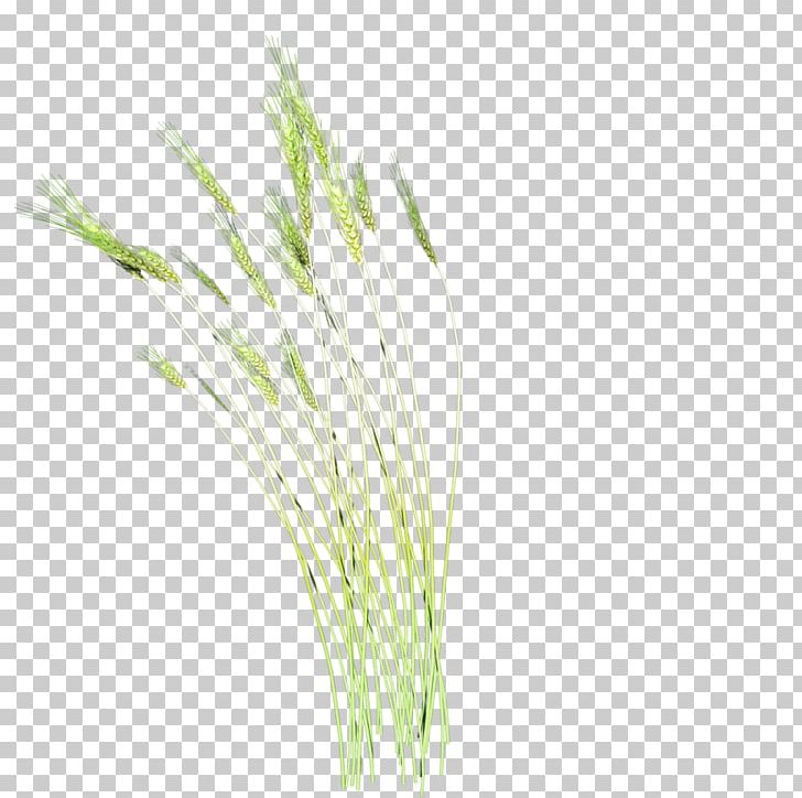Cat Grasses Plant PNG, Clipart, Barley Farm, Barley Flour, Barley Splash, Barley Water Color, Color Free PNG Download
