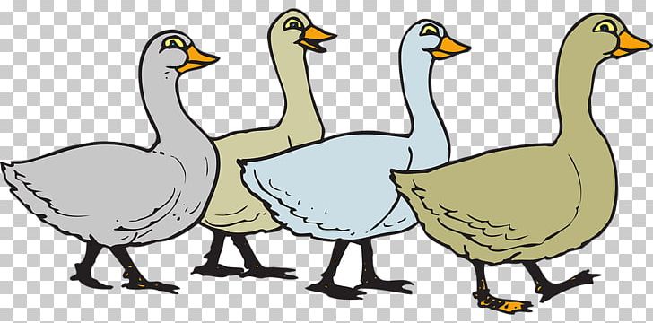 Duck Domestic Goose PNG, Clipart, Anat, Animal Figure, Animals, Artwork, Beak Free PNG Download