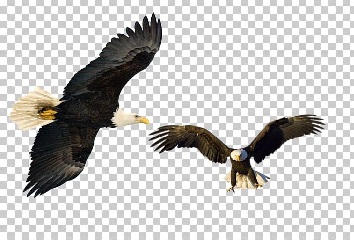 Eagle PNG, Clipart, Accipitriformes, Animal, Animals, Bald Eagle, Beak Free PNG Download