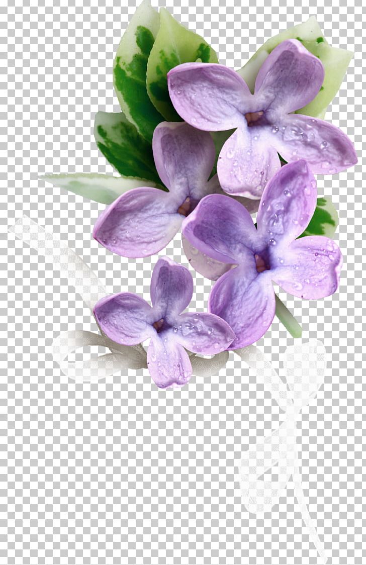 Flowering Plant Plants Lilac Silk Baby's Breath PNG, Clipart,  Free PNG Download