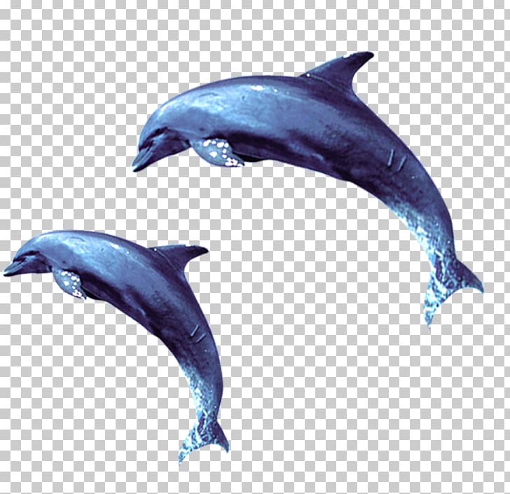 Short-beaked Common Dolphin Wholphin Common Bottlenose Dolphin Tucuxi PNG, Clipart, Animal, Animals, Blue, Blue Background, Cetacea Free PNG Download