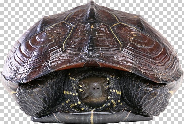Turtle Shell Reptile Green Sea Turtle PNG, Clipart, Animal, Animals, Box Turtle, Chelydridae, Chinese Softshell Turtle Free PNG Download