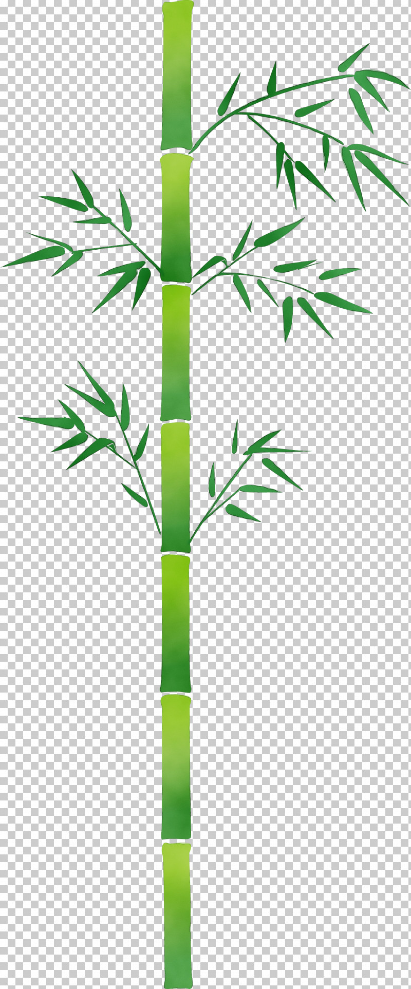 Bamboo Plant Stem Leaf Plant Tree PNG, Clipart, Bamboo, Flower, Grass, Grass Family, Leaf Free PNG Download