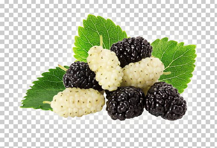 Black Mulberry White Mulberry Stock Photography PNG, Clipart, Berry, Blackberry, Black Mulberry, Blueberry, Boysenberry Free PNG Download