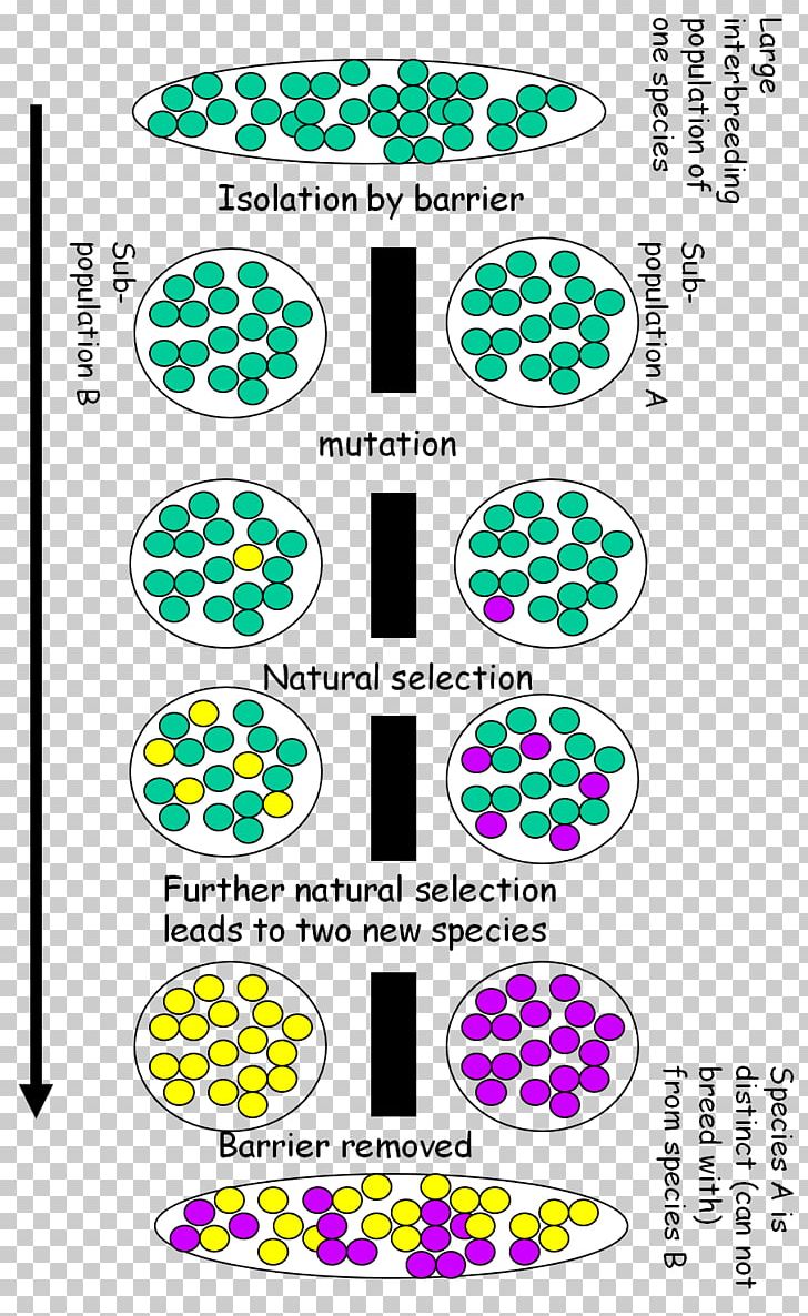 Speciation Geographical Isolation Biology Adaptation And Natural Selection PNG, Clipart, Adaptation, Area, Biology, Cell, Ecological Niche Free PNG Download