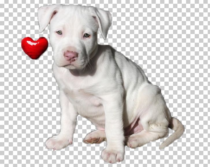American Pit Bull Terrier American Staffordshire Terrier American Bulldog Dogo Argentino PNG, Clipart, American Bulldog, American Bully, American Pit Bull Terrier, American Staffordshire Terrier, Animals Free PNG Download