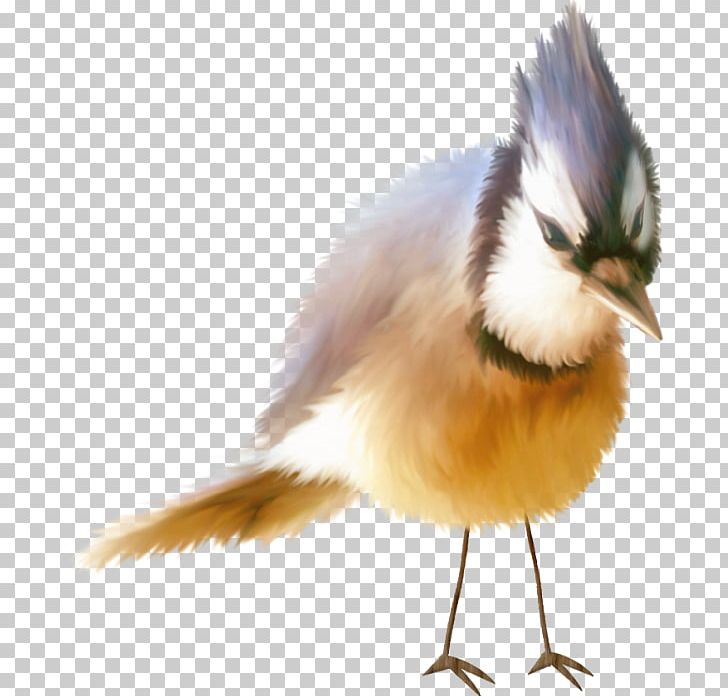 Beak Bird Wren Blue Jay Feather PNG, Clipart, Animals, Beak, Bird, Birdwatching, Blue Jay Free PNG Download