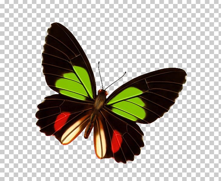 Butterfly PNG, Clipart, Arthropod, Brush Footed Butterfly, Color, Color Pencil, Color Powder Free PNG Download