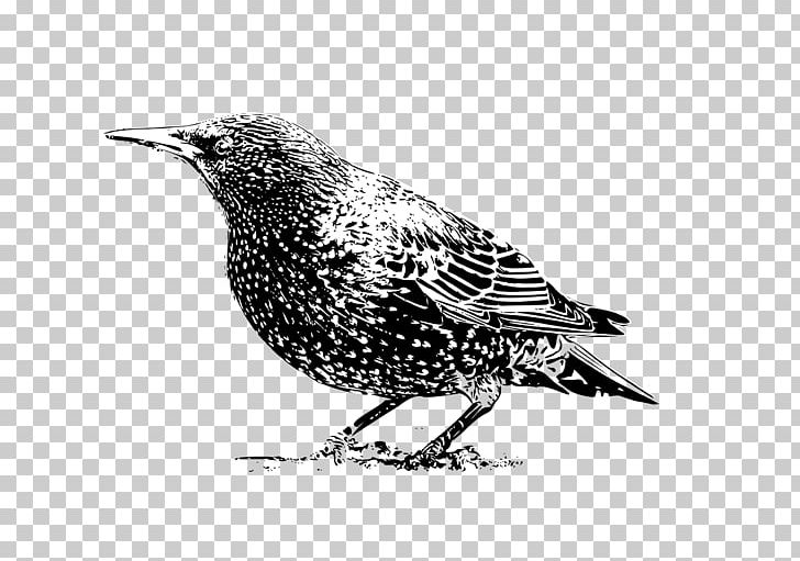 Common Starling Bird Crows PNG, Clipart, Animal, Animals, Beak, Bird, Bird Flight Free PNG Download