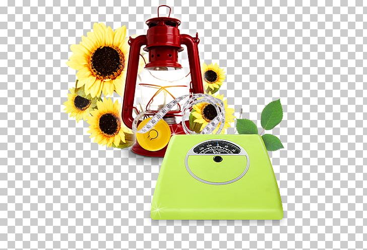 Common Sunflower Oil Lamp Sunflower Oil PNG, Clipart, Appliances, Common Sunflower, Electrical, Electrical Appliances, Electricity Free PNG Download