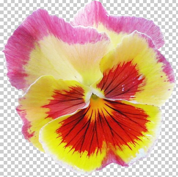 Pansy Annual Plant Herbaceous Plant PNG, Clipart, Annual Plant, Flower, Flowering Plant, Herbaceous Plant, Magenta Free PNG Download