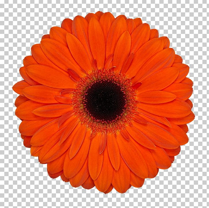 Agar.io Slither.io Computer Virus PNG, Clipart, Agar, Agario, Cell, Computer Virus, Cut Flowers Free PNG Download