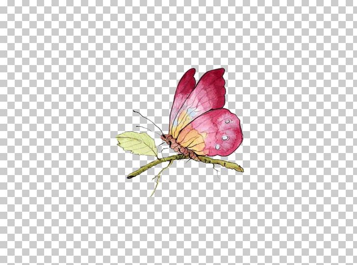 Monarch Butterfly Female PNG, Clipart, Art, Blog, Blue Butterfly, Butterflies, Butterfly Free PNG Download