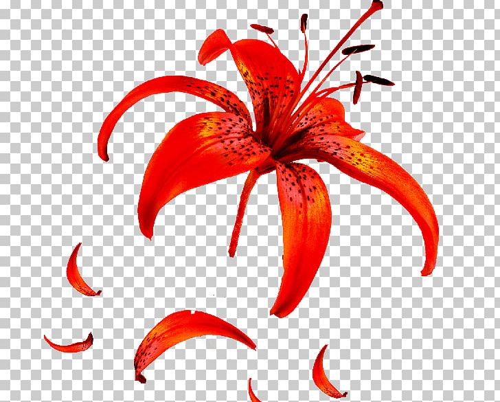 Petal Flower Light Photograph PNG, Clipart, Artwork, Arumlily, Color, Flower, Flowering Plant Free PNG Download