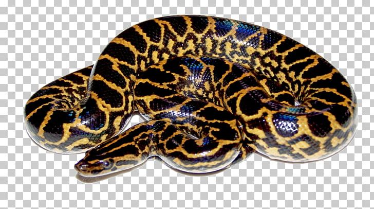 Yellow Anaconda Green Anaconda Snake PNG, Clipart, 1080p, Anaconda, Animals, Computer Icons, Desktop Wallpaper Free PNG Download