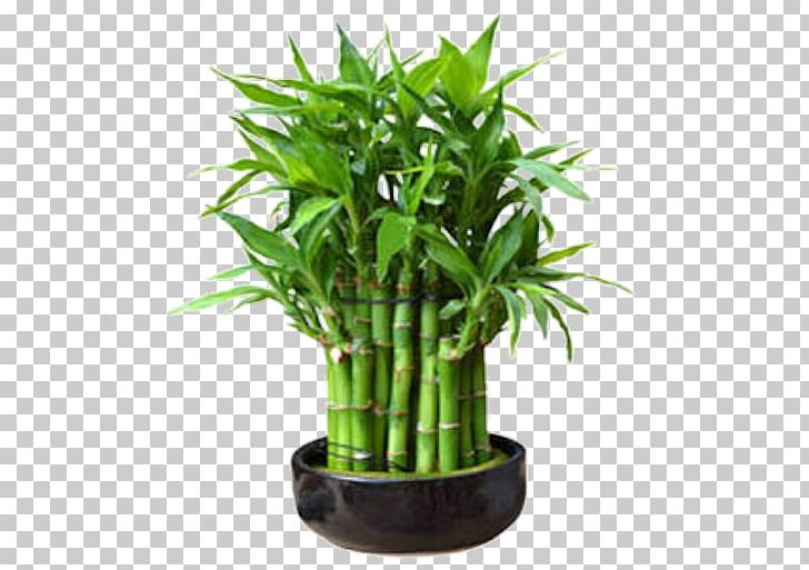 Lucky Bamboo Tropical Woody Bamboos Houseplant Rhapis Excelsa PNG, Clipart, Arecaceae, Bamboo, Bamboos, Bonsai, Chiang Mai Free PNG Download