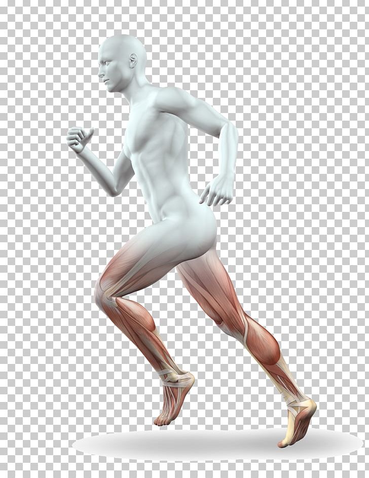 Muscle Leg Running Anatomy Calf PNG, Clipart, Ankle, Arm, Body, Body Parts, Bone Free PNG Download