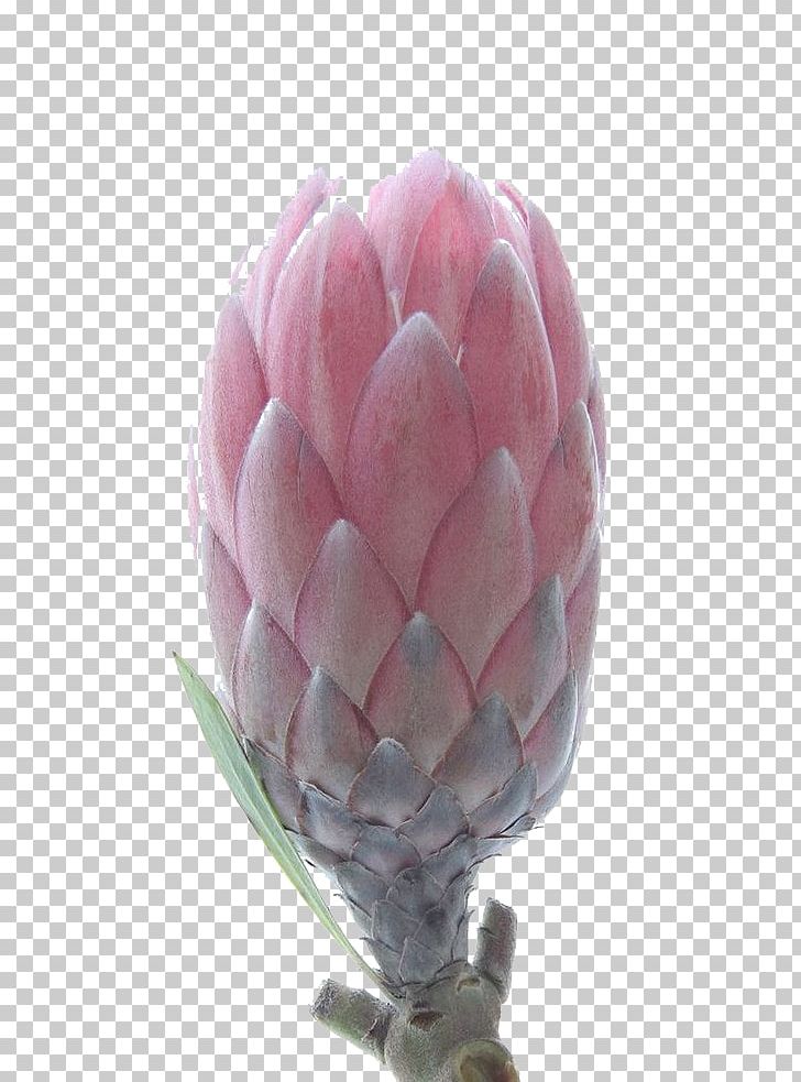 Protea Cynaroides Petal Flower Tulip Botanical Illustration PNG, Clipart, Botanical Illustration, Botany, Bud, Buds, Color Free PNG Download