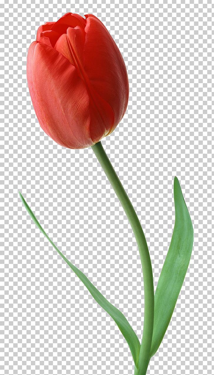 Tulip Desktop Flower PNG, Clipart, Color, Cut Flowers, Desktop Wallpaper, Download, Flower Free PNG Download